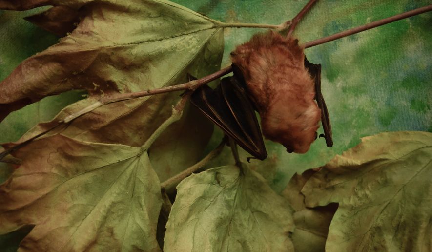 A brown bat hangs from a tree in San Diego, California. File photo credit: andysartworks via Shutterstock.