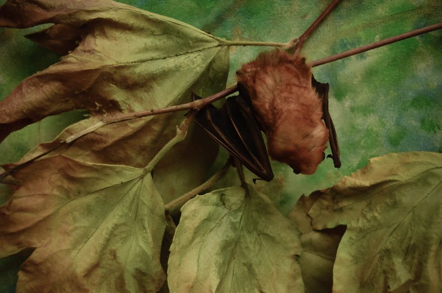 A brown bat hangs from a tree in San Diego, California. File photo credit: andysartworks via Shutterstock.