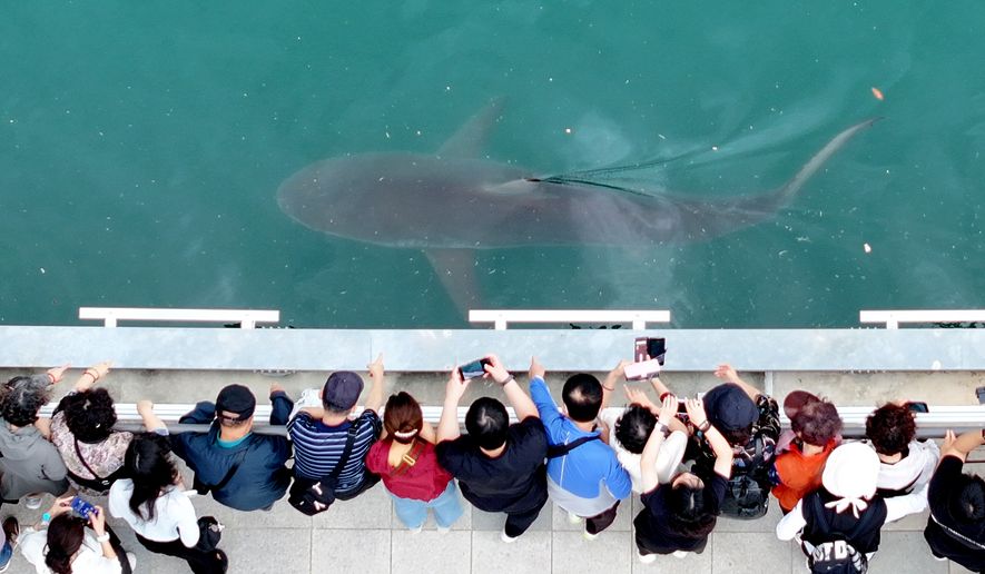 People gather to watch a trapped shark at the North Port Waterfront Park in Busan, South Korea, Tuesday, Sept. 29, 2026 (Son Hyung-joo/Yonhap via AP)