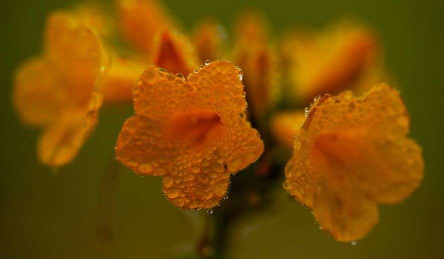 Dew droplets cling to a flower among a carpet of blooms covering the Atacama Desert near Copiapo, Chile, Friday, Sept. 25, 2026. (AP Photo/Esteban Felix)
