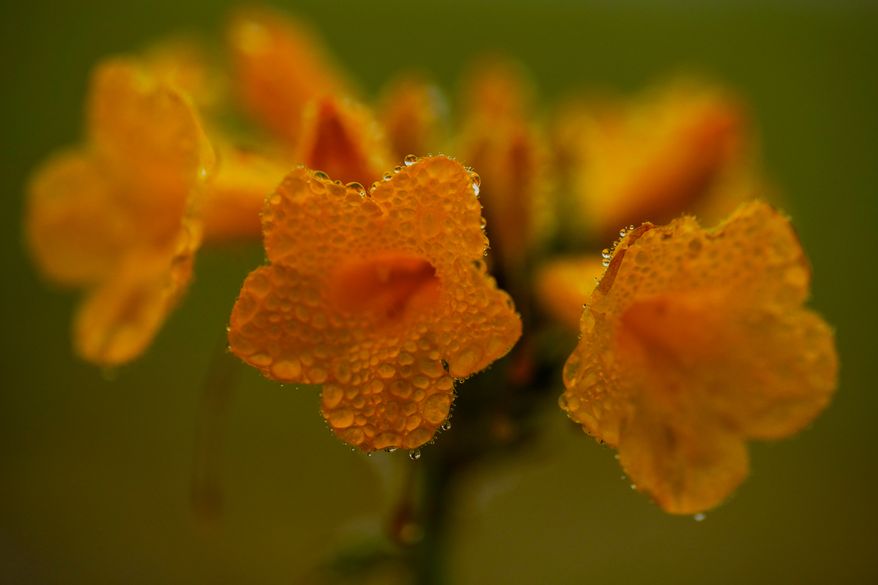 Dew droplets cling to a flower among a carpet of blooms covering the Atacama Desert near Copiapo, Chile, Friday, Sept. 25, 2026. (AP Photo/Esteban Felix)
