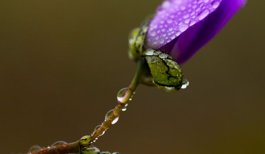 Dew droplets cling to a flower among a carpet of blooms covering the Atacama Desert near Copiapo, Chile, Friday, Sept. 25, 2026. (AP Photo/Esteban Felix)