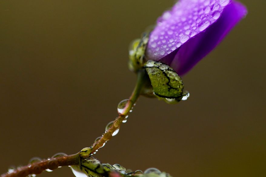 Dew droplets cling to a flower among a carpet of blooms covering the Atacama Desert near Copiapo, Chile, Friday, Sept. 25, 2026. (AP Photo/Esteban Felix)
