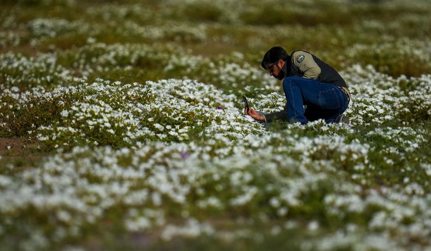 César Pizarro, head of conservation for the National Forestry Corporation (CONAF), takes photos of flowers in a carpet of blooms covering the Atacama Desert after rains near Copiapó, Chile, Thursday, Sept. 24, 2026. (AP Photo/Esteban Felix)