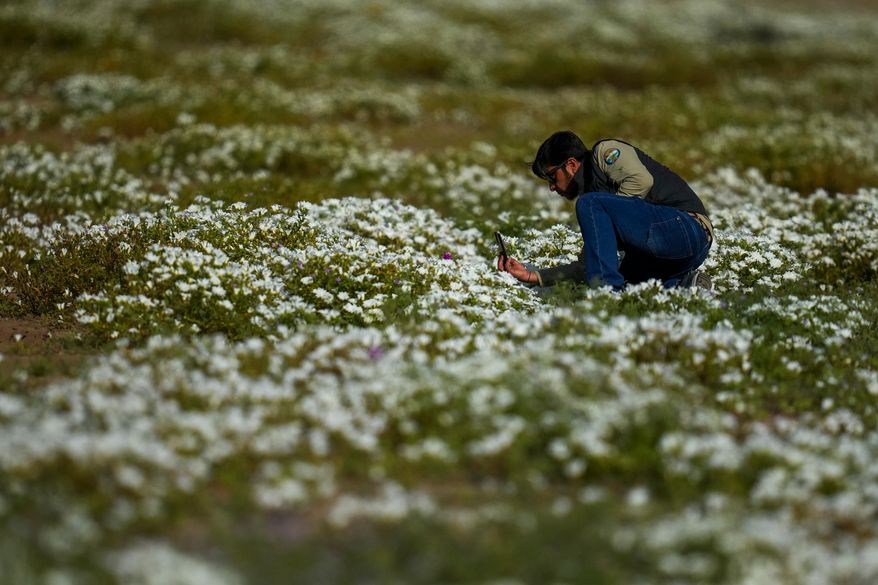 César Pizarro, head of conservation for the National Forestry Corporation (CONAF), takes photos of flowers in a carpet of blooms covering the Atacama Desert after rains near Copiapó, Chile, Thursday, Sept. 24, 2026. (AP Photo/Esteban Felix)