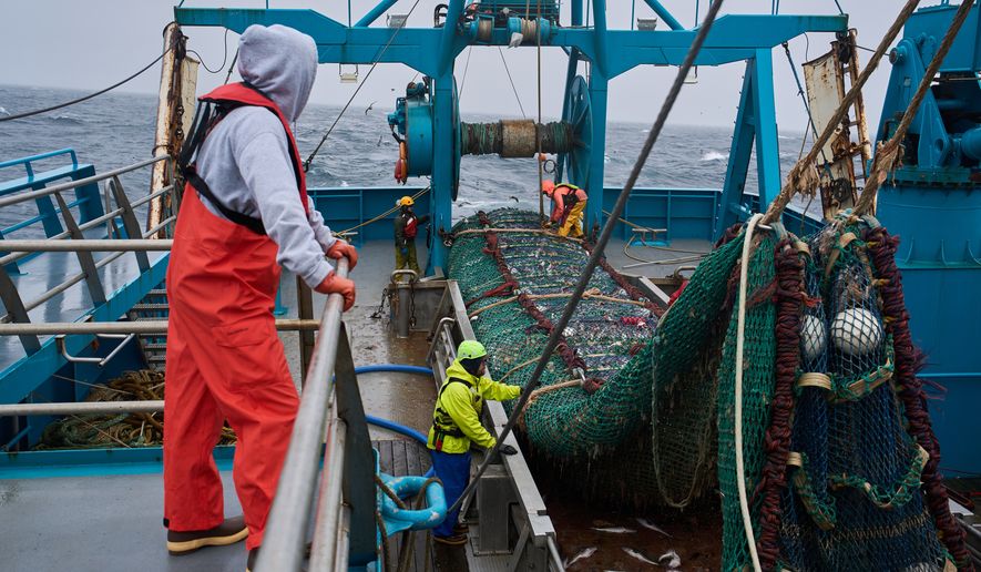 Crew members haul in a catch aboard the F/V Progress in the Bering Sea off the coast of Alaska, Wednesday, July 22, 2026. (AP Photo/Annika Hammerschlag)