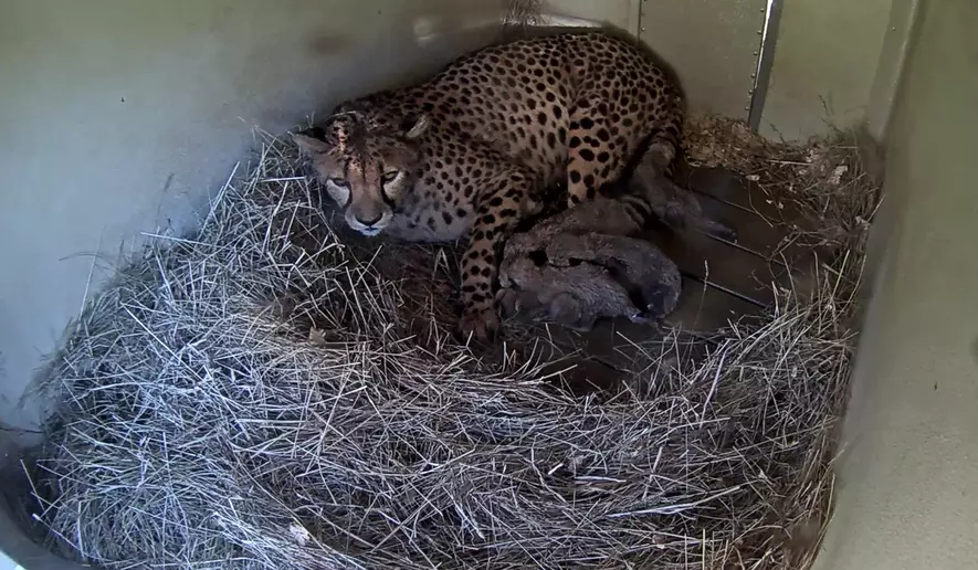 Zura, a cheetah at the National Zoo, gave birth to five cubs on October 5, 2026. (Credit: Smithsonian)