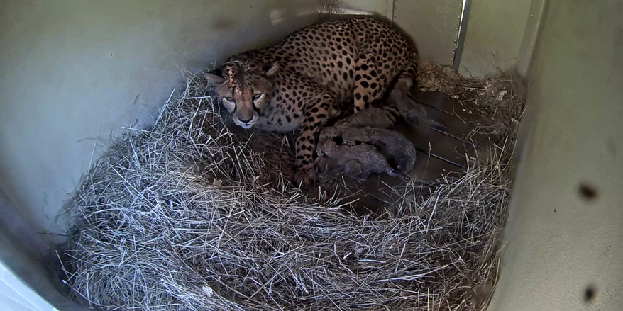 Zura, a cheetah at the National Zoo, gave birth to five cubs on October 5, 2026. (Credit: Smithsonian)