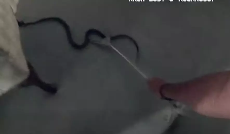 A video still from a police camera shows an officer removing a snake from a woman's home in Montgomery County. (Credit: Montgomery County Police Department)