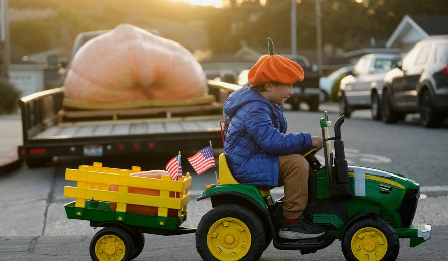 Miles, 6, drives past a large pumpkin that will entered in the Safeway World Championship Pumpkin Weigh-Off, Monday, Oct. 12, 2026, in Half Moon Bay, Calif. (AP Photo/Jeff Chiu)