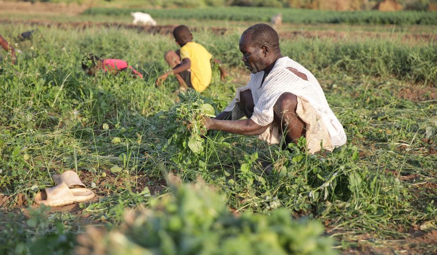 A Sudanese farmer harvests arugula crop in Khartoum, Sudan, Monday, Oct. 5, 2026. (AP Photo/Marwan Ali)