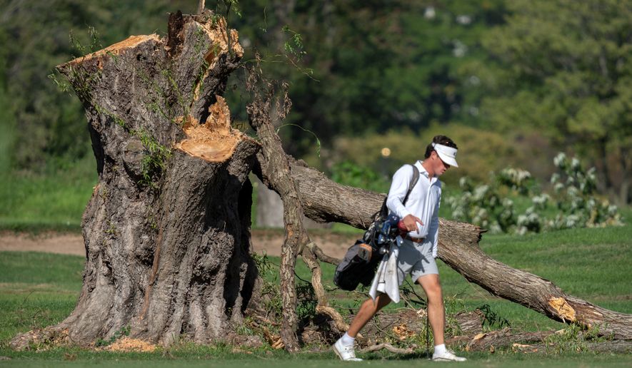 A golfer walks past the stump of a large tree at the East Potomac Golf Links, Monday, Oct. 12, 2026, in Washington. (AP Photo/Mark Schiefelbein)