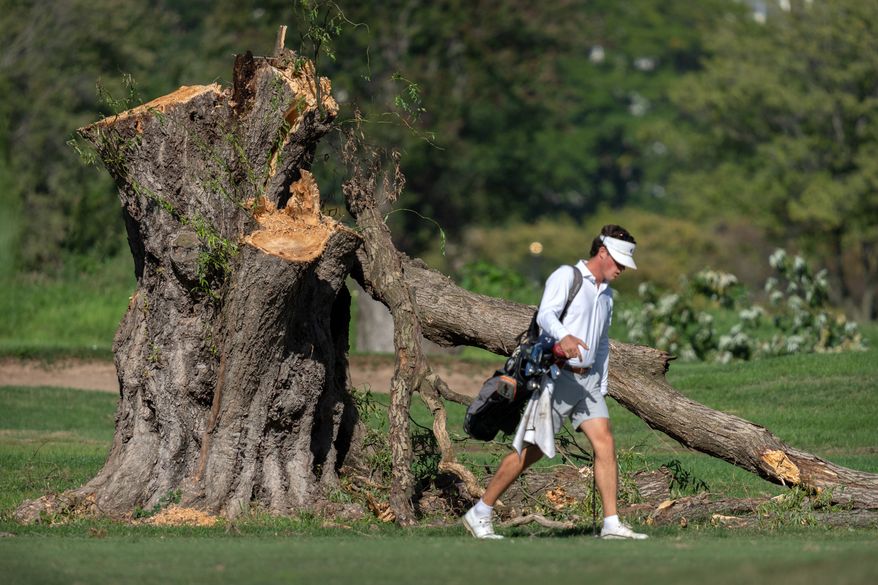 A golfer walks past the stump of a large tree at the East Potomac Golf Links, Monday, Oct. 12, 2026, in Washington. (AP Photo/Mark Schiefelbein)