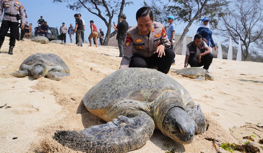 Police officers release green sea turtles back into the ocean at the Serangan Beach, after they were found and seized on an empty boat seemingly abandoned by wildlife smugglers fleeing a police raid, Bali island, Indonesia, Tuesday, Oct. 13, 2026. (AP Photo/Firdia Lisnawati)