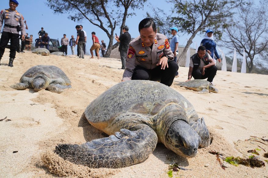Police officers release green sea turtles back into the ocean at the Serangan Beach, after they were found and seized on an empty boat seemingly abandoned by wildlife smugglers fleeing a police raid, Bali island, Indonesia, Tuesday, Oct. 13, 2026. (AP Photo/Firdia Lisnawati)