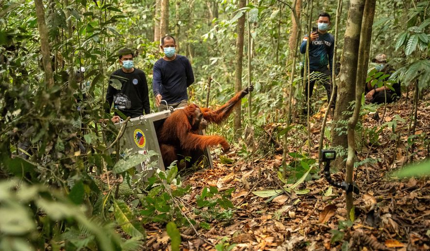 In this photo released by YIARI, an Indonesian non-profit conservation organization, an orangutan rescued from wildfires is released into a protected forest in Batu Nyambu, West Kalimantan, Indonesia, Friday, Oct. 9, 2026. (Muffidz Ma'sum, YIARI via AP)