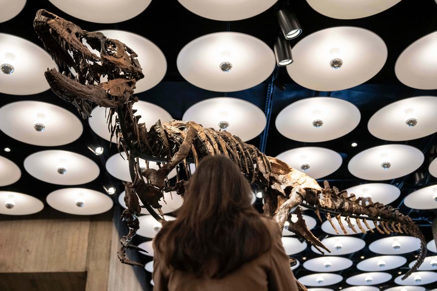 A person looks at Jodi, a mounted Nanotyrannus skeleton, of the Cretaceous Period, approximately 67 million years ago, estimated at $6 - 9 million, at Sotheby's, Tuesday, Oct. 13, 2026, in New York. (AP Photo/Yuki Iwamura)