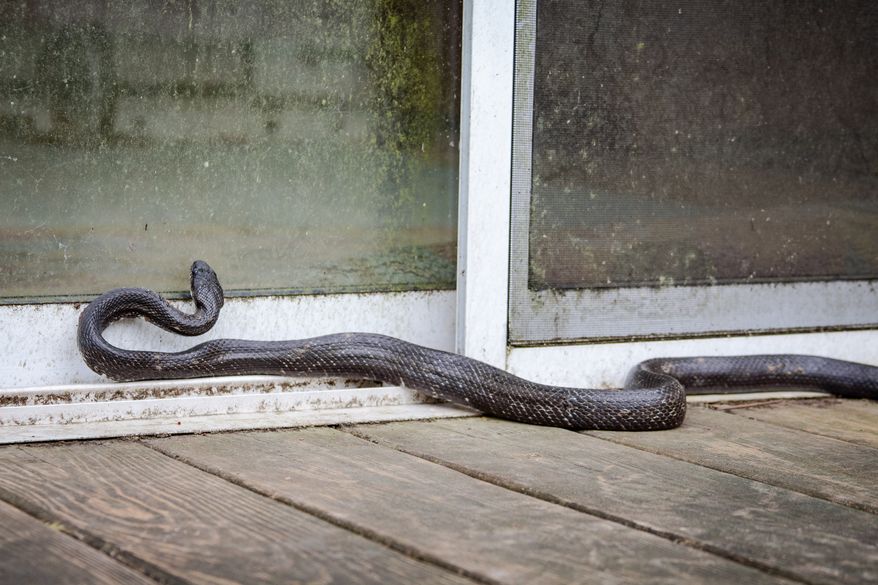 FILE photo of a snake attempting to enter a house through a door. (Image by Kyla Metzker on Shutterstock)