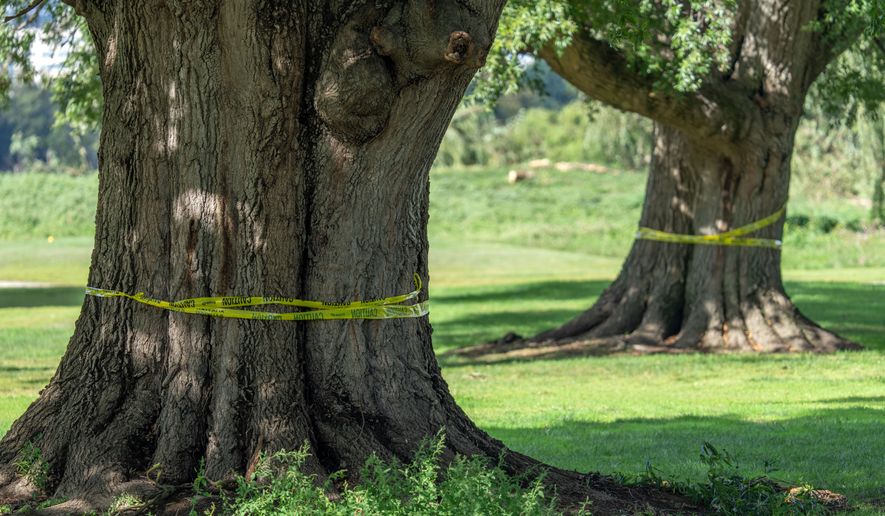 The trunks of large trees are wrapped in caution tape at the East Potomac Golf Links, Monday, Oct. 12, 2026, in Washington. (AP Photo/Mark Schiefelbein)