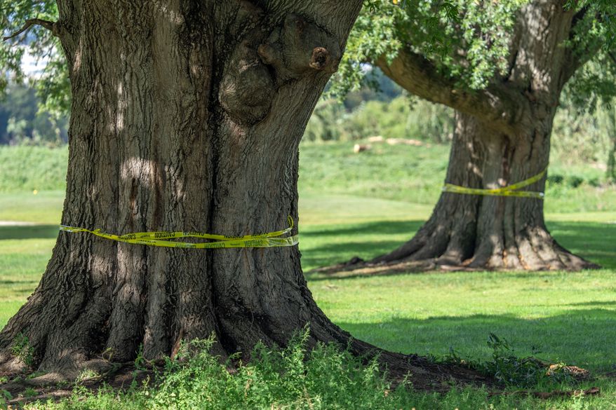 The trunks of large trees are wrapped in caution tape at the East Potomac Golf Links, Monday, Oct. 12, 2026, in Washington. (AP Photo/Mark Schiefelbein)