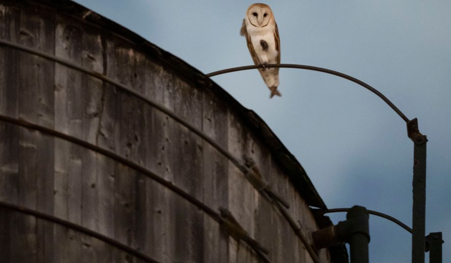 An American Barn Owl sits perched on a water tower on the Upper West Side neighborhood, Wednesday, Oct. 14, 2026, in New York. (AP Photo/Yuki Iwamura)