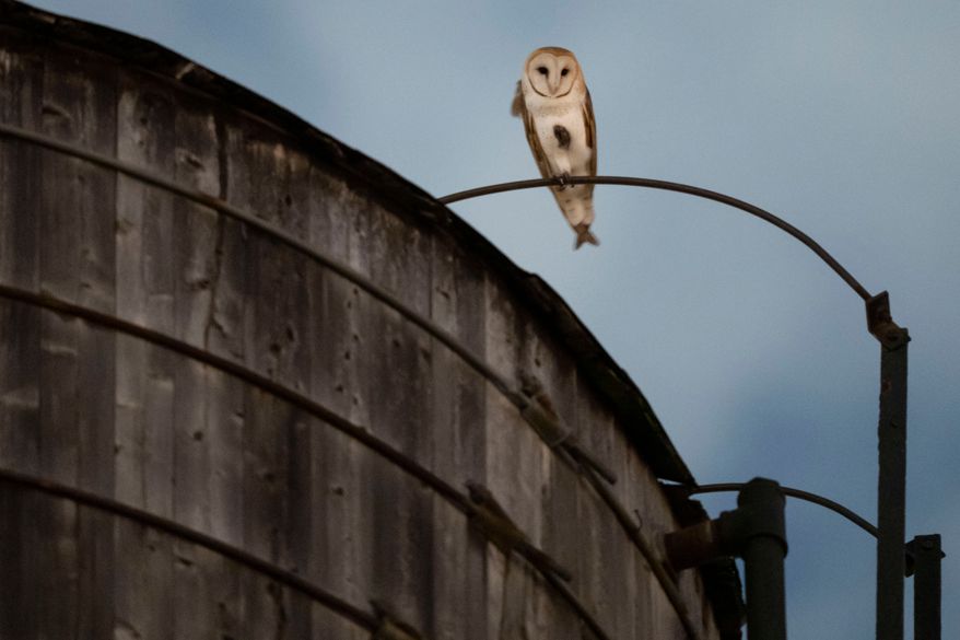 An American Barn Owl sits perched on a water tower on the Upper West Side neighborhood, Wednesday, Oct. 14, 2026, in New York. (AP Photo/Yuki Iwamura)