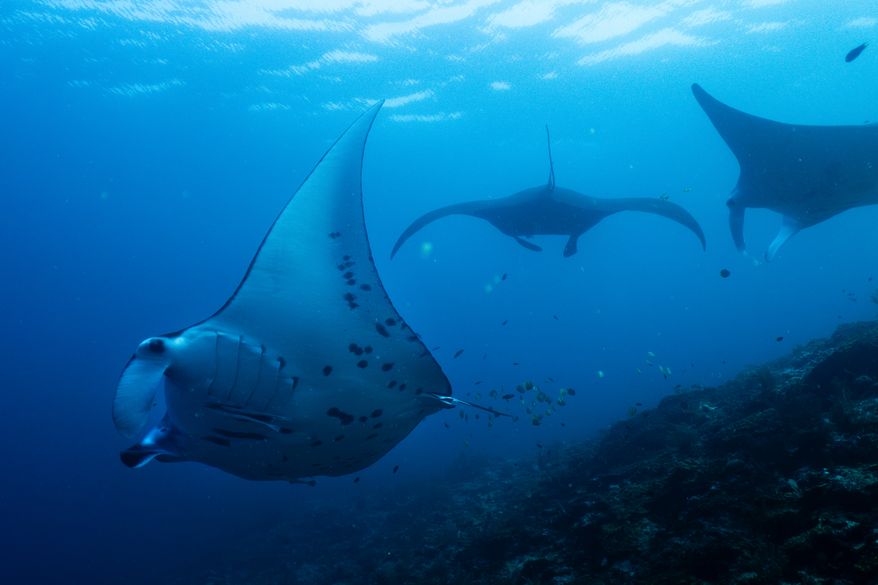 FILE - Oceanic manta rays swim at the Manta Ridge dive site in Raja Ampat, Indonesia, March 7, 2026. (AP Photo/Claudia Rosel, File)
