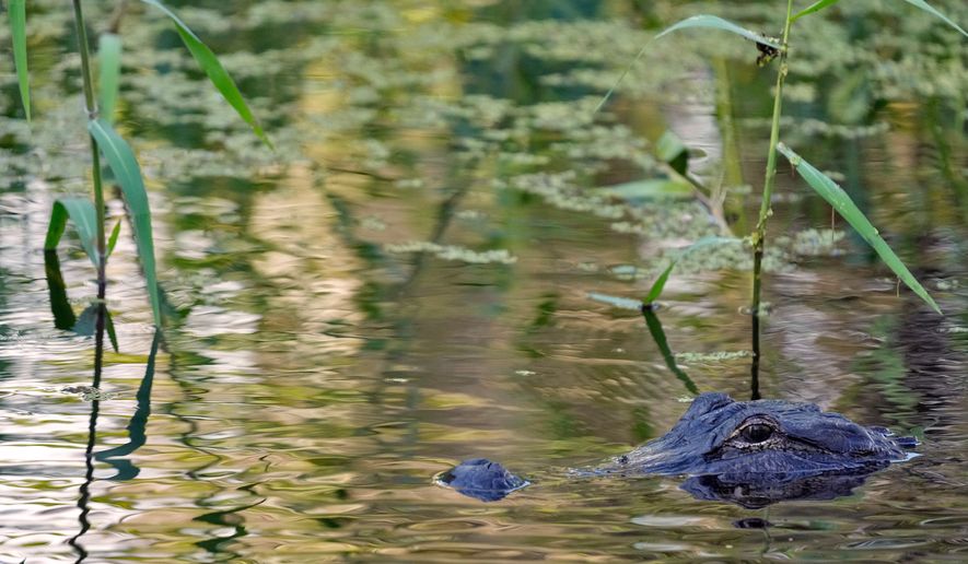 An alligator peers from the water's surface at the Circle B Bar Reserve, Tuesday, Oct. 21, 2025, in Polk County, Fla. (AP Photo/Chris O'Meara, File)