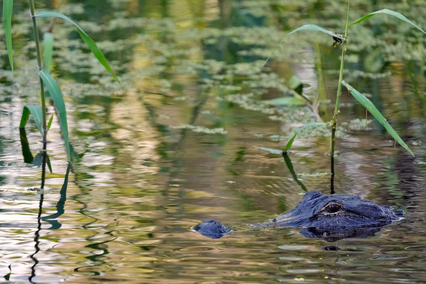 An alligator peers from the water's surface at the Circle B Bar Reserve, Tuesday, Oct. 21, 2025, in Polk County, Fla. (AP Photo/Chris O'Meara, File)