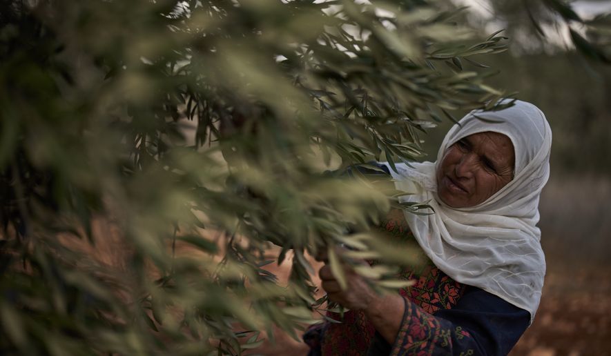 Palestinian Amal Abu Awad, 62, collects olives during the harvest in the West Bank town of Turmus Ayya, Sunday, Oct. 18, 2026. (AP Photo/Leo Correa)