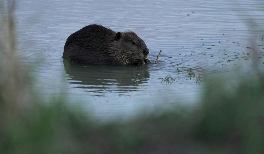 A beaver sits in the Green River, Thursday, Aug. 20, 2026, near Green River, Wyo. (AP Photo/Brittany Peterson)