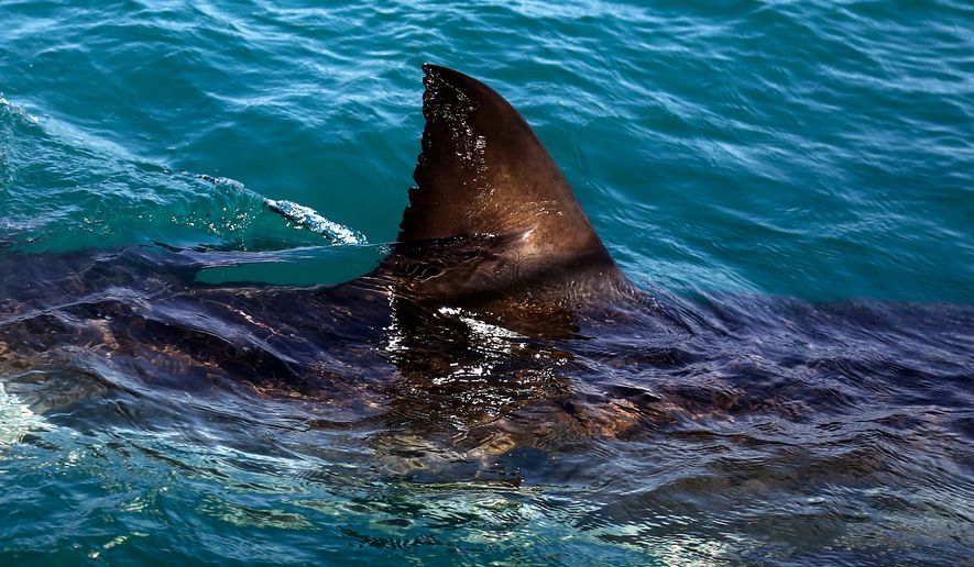 The fin of a great white shark swims in the waters off Gansbaai, South Africa, Aug. 11, 2016. (AP Photo/Schalk van Zuydam, File)