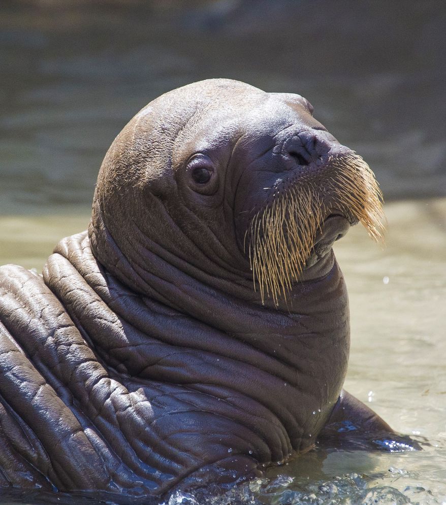 A young walrus lies in the sand. File photo credit: Malyshev1974 via Shutterstock.