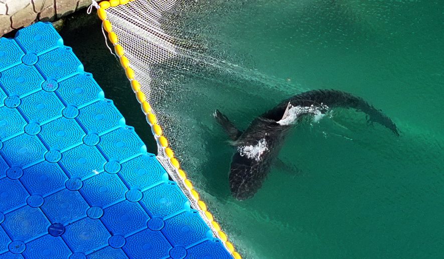 A shark is stuck in guiding nets connected to floating pontoons installed on the waterway of North Port Waterfront Park in Busan, South Korea, Wednesday, Oct. 21, 2026. (Son Hyung-joo/Yonhap via AP)