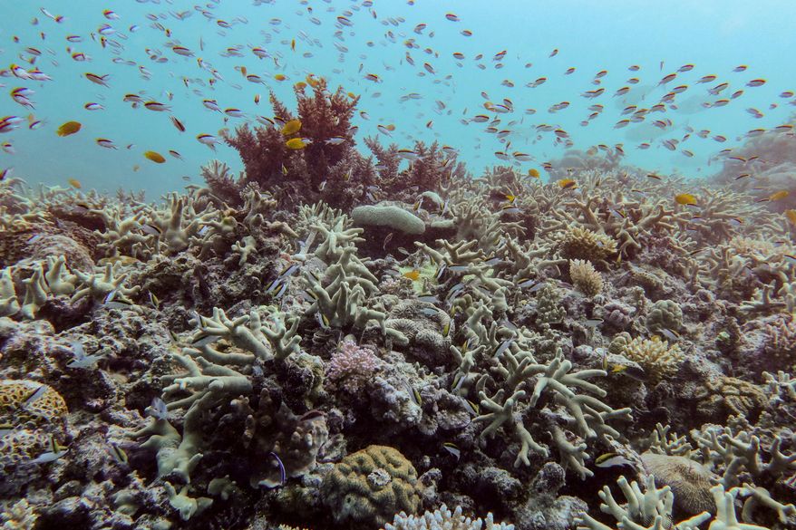 A diverse coral assemblage is seen after a 2024 bleaching event at Pompey Reef in the northern Great Barrier Reef, far North Queensland, Australia, on Jan. 1, 2025. (Australian Institute of Marine Science via AP, File)
