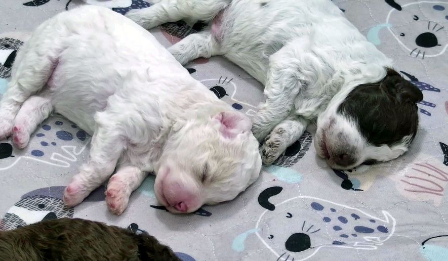 In this image taken from video puppies of the Lagotto Romagnolo dog Hilkka sleep in Finland, Thursday, Oct. 15, 2026. (Breeder's album, Julia Kiiskinen/Yle - The Finnish Broadcasting Company via AP)