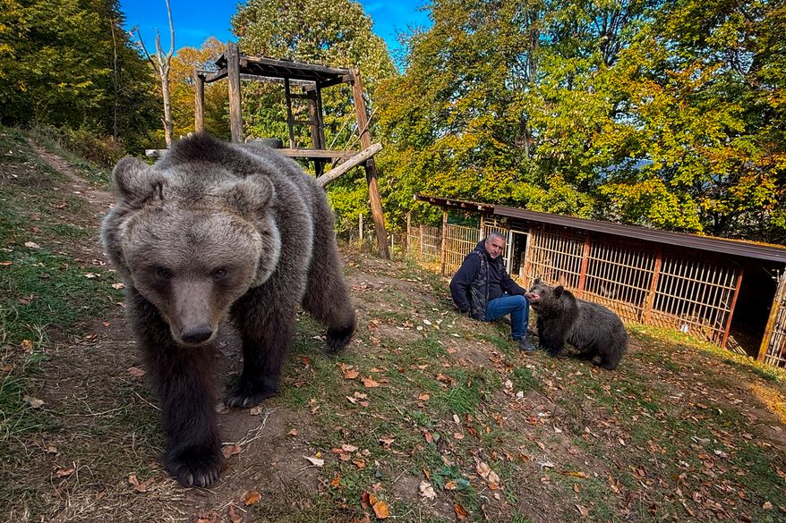 In this photo taken with a smartphone, Petar Pero Tubic sits with pet female bears Masa, right, and Ljiubica on Mount Ozren, near the town of Doboj, Bosnia, Sunday, Oct. 18, 2026.(AP Photo/Eldar Emric)