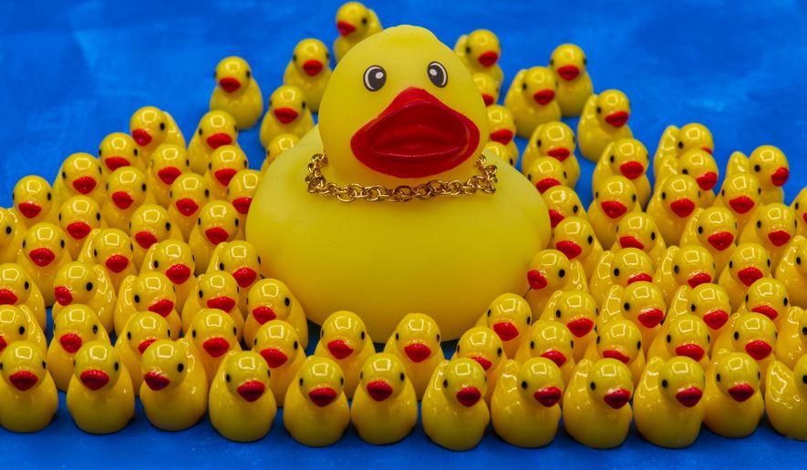 A rubber duck wearing a gold chain necklace is surrounded by smaller ducks in Phoenix, AZ, Thursday Oct. 22, 2026. (AP Photo/Dario Lopez-Mills)