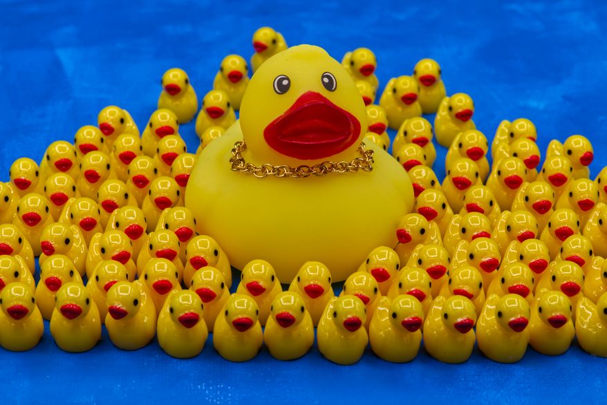 A rubber duck wearing a gold chain necklace is surrounded by smaller ducks in Phoenix, AZ, Thursday Oct. 22, 2026. (AP Photo/Dario Lopez-Mills)