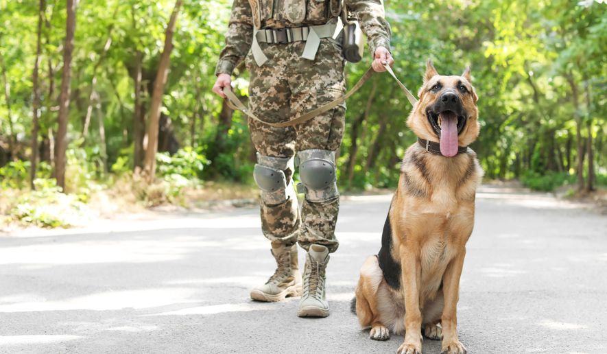 Man in military uniform with a German shepherd outdoors. File photo credit: New Africa via Shutterstock.