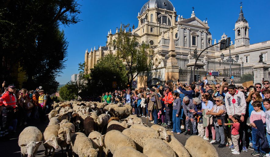 A herd of sheep is guided through central Madrid, Spain, during the annual transhumance parade in defense of ancient grazing and migration rights, Sunday, Oct. 25, 2026. (AP Photo/Bernat Armangue)