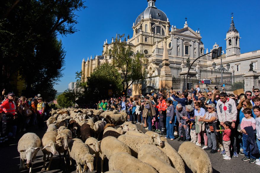 A herd of sheep is guided through central Madrid, Spain, during the annual transhumance parade in defense of ancient grazing and migration rights, Sunday, Oct. 25, 2026. (AP Photo/Bernat Armangue)
