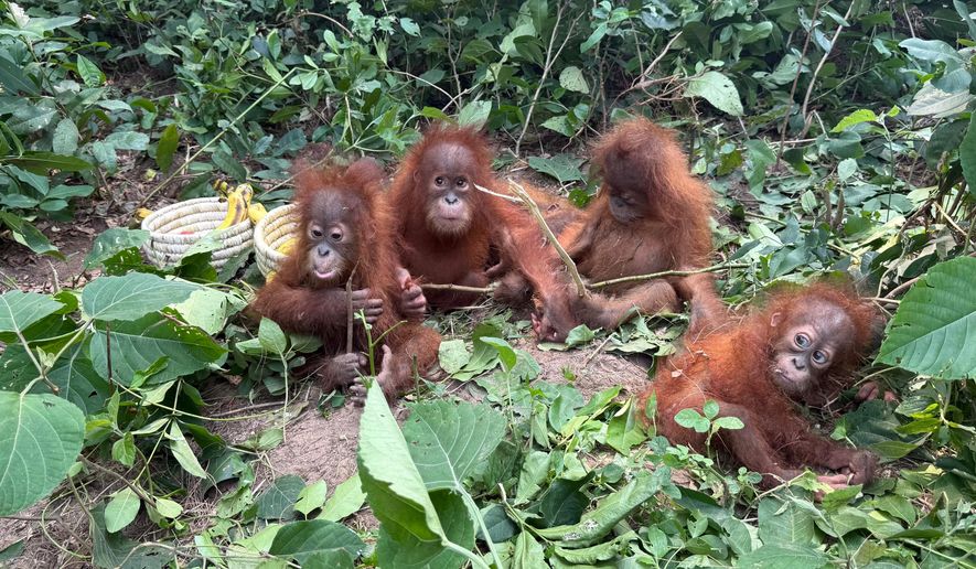 In this photo provided by DFO Balasore Wildlife Division, rescued baby orangutans huddle together in Bhograi village in Balasore district of Odisha, India, September, 2026. (DFO Balasore Wildlife Division via AP)