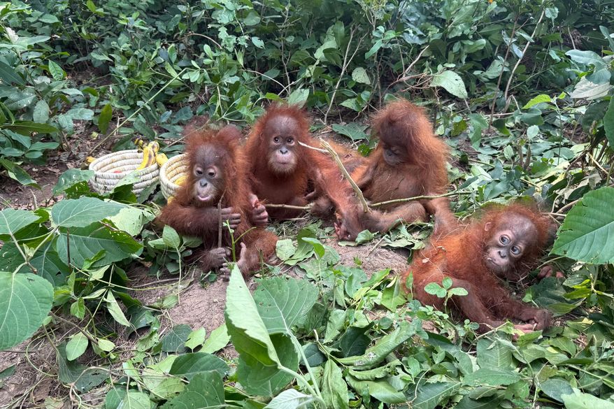 In this photo provided by DFO Balasore Wildlife Division, rescued baby orangutans huddle together in Bhograi village in Balasore district of Odisha, India, September, 2026. (DFO Balasore Wildlife Division via AP)