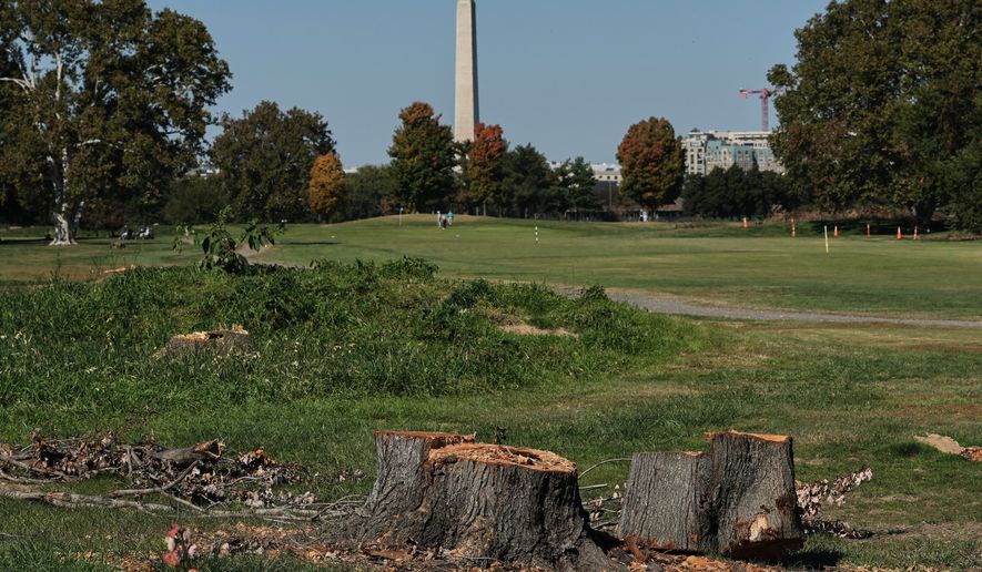 The Washington Monument is seen past stumps of removed trees at East Potomac Park Golf Course, Monday, Oct. 26, 2026, in Washington. (AP Photo/Julia Demaree Nikhinson)
