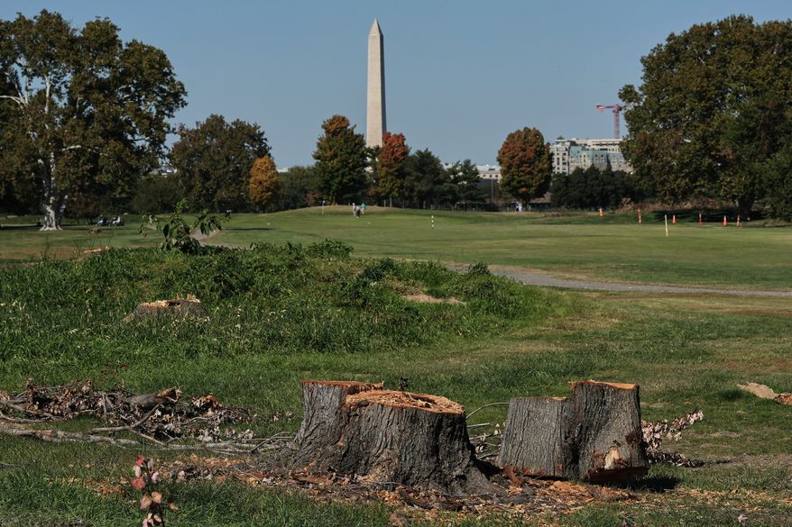 The Washington Monument is seen past stumps of removed trees at East Potomac Park Golf Course, Monday, Oct. 26, 2026, in Washington. (AP Photo/Julia Demaree Nikhinson)