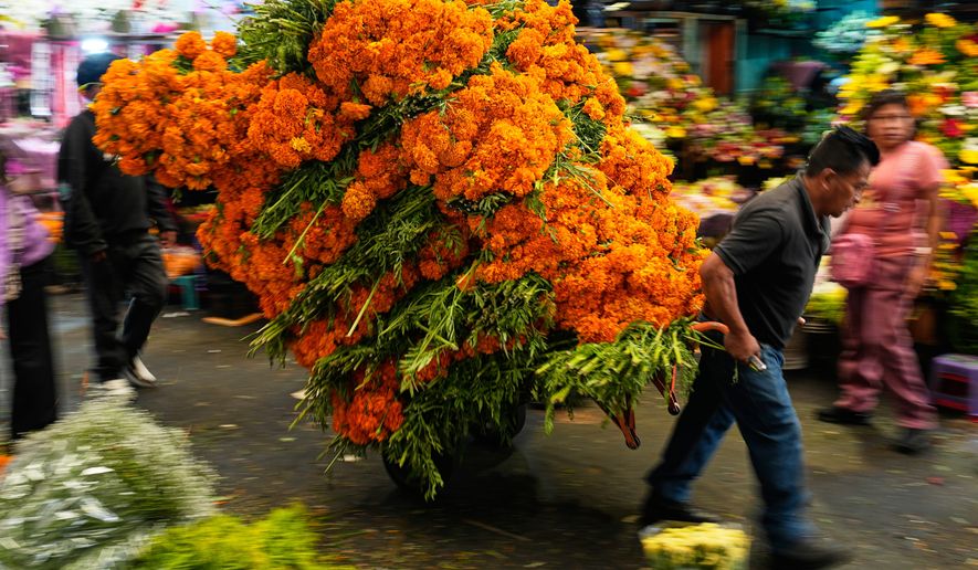 A porter moves bundles of cempasúchil, or marigold flowers through the Mercado de Jamaica where the blooms are sold for Day of the Dead offerings, in Mexico City, Saturday, Oct. 24, 2026. (AP Photo/Marco Ugarte)