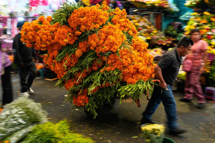 A porter moves bundles of cempasúchil, or marigold flowers through the Mercado de Jamaica where the blooms are sold for Day of the Dead offerings, in Mexico City, Saturday, Oct. 24, 2026. (AP Photo/Marco Ugarte)