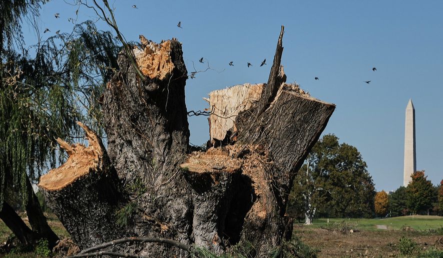 The Washington Monument is seen past stumps of removed trees at East Potomac Park Golf Course, Monday, Oct. 26, 2026, in Washington. (AP Photo/Julia Demaree Nikhinson)