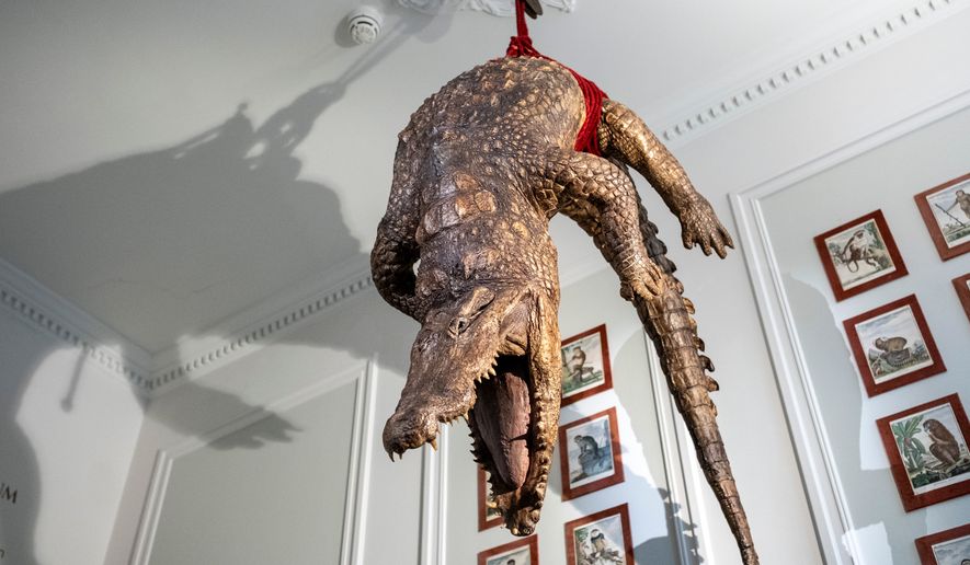 A crocodile stares down at the entrance of the Art Zoo in Amsterdam, Netherlands, on Oct. 27, 2026. (AP Photo/Patrick Post)